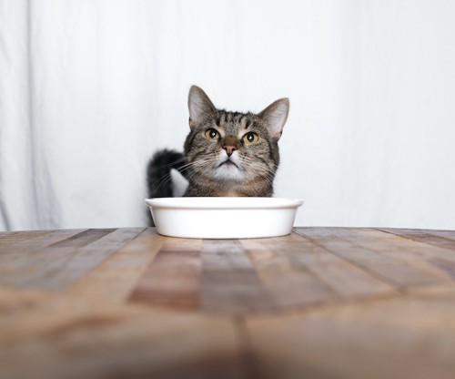 お皿の前で待っている猫