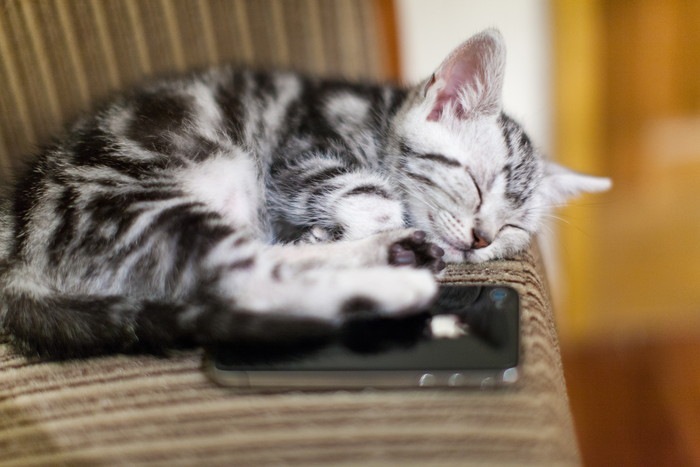 猫とスマートフォン