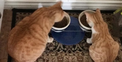 食事中のチャトラ猫と子猫