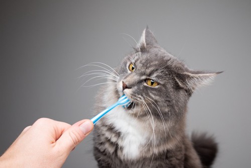 歯磨きしてもらう猫