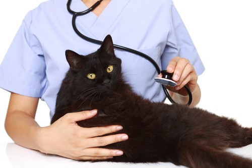 病院で獣医師に診察される腎臓の数値の低い黒猫