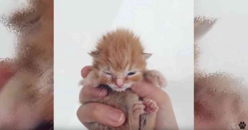 人の手の中に目を閉じた子猫