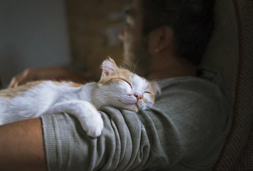 男性と眠る猫