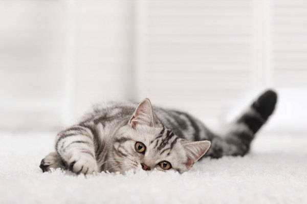 カーペットの上で横たわる猫