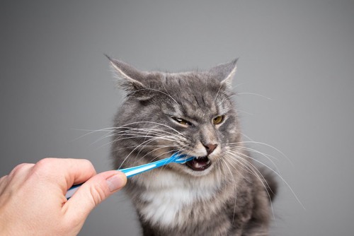 人が持った歯ブラシを噛む猫