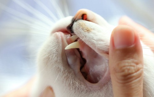 猫の歯茎と歯をチェックする人の手