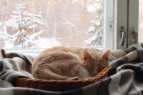 雪景色の見える窓辺で寝る猫
