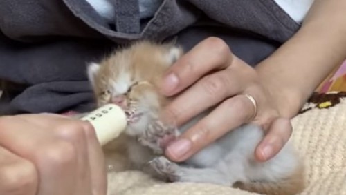 シリンジでミルクを飲む子猫