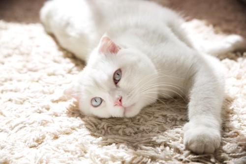 カーペットの上で気持ちよさそうな白猫