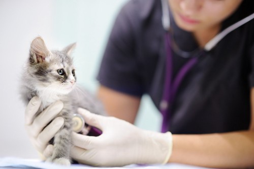 子猫と動物病院