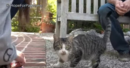 カメラの方向を見る猫
