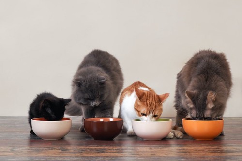 一列に並んでご飯を食べる猫たち