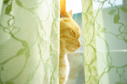 カーテンの間から見える目を閉じた猫