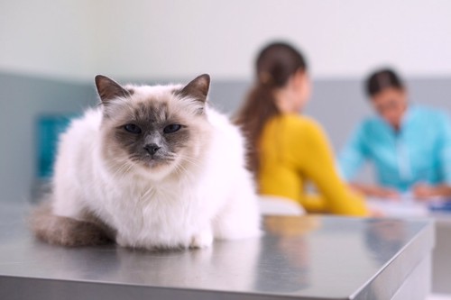 診察台の上の猫と、診察室の奥で相談する飼い主と獣医師
