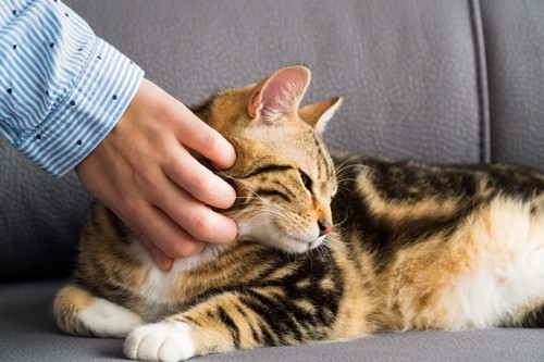 ソファの上の猫の首を撫でる人の手