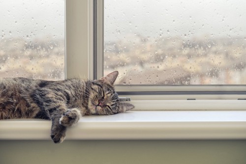 窓際で眠る猫
