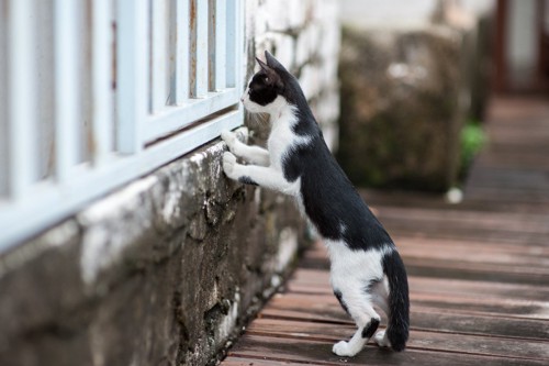 フェンスをのぞき込む白黒猫