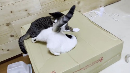 箱に吸い込まれる猫を眺めるキジシロ