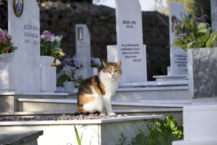猫と墓