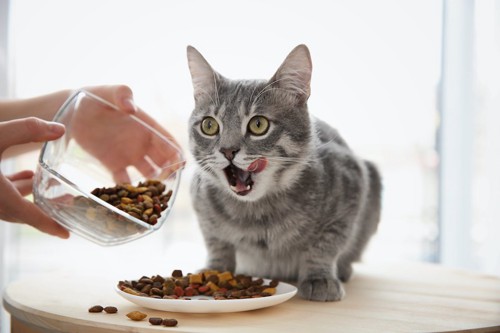 お皿からご飯を食べている猫