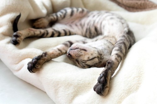 バンザイ寝する縞柄の猫