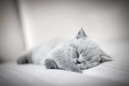ベッドで眠っているグレーの子猫