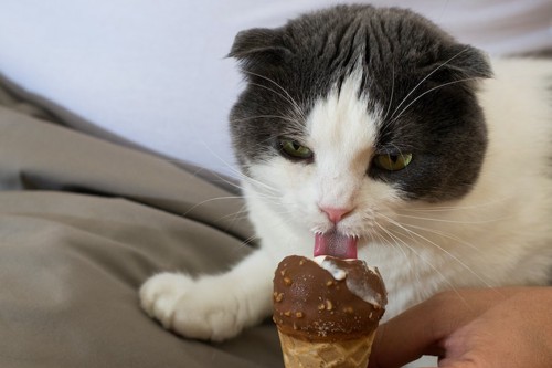 チョコアイスを舐める猫
