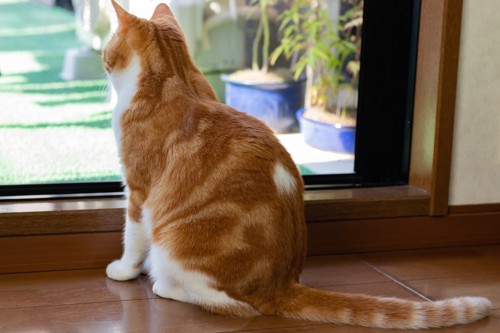 窓辺に座る猫の後ろ姿
