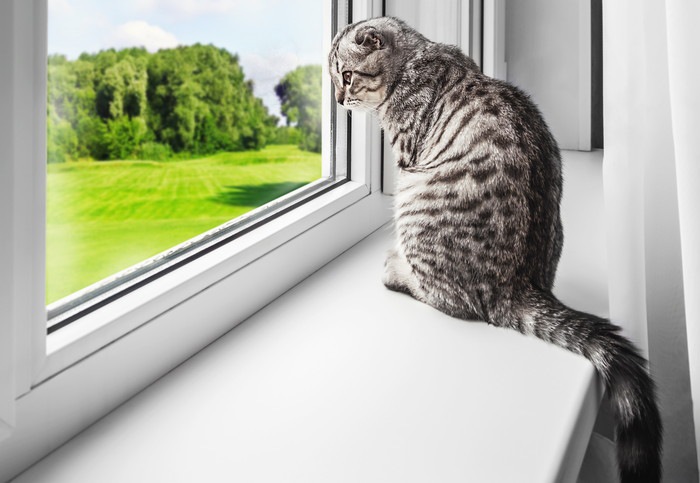 窓の外を見ている猫