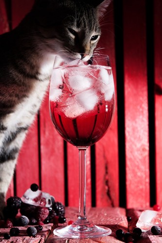 グラスの氷を舐める猫