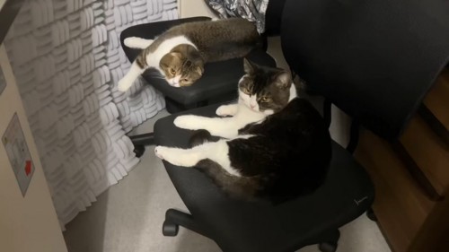 椅子の上で寝そべって上を見る猫