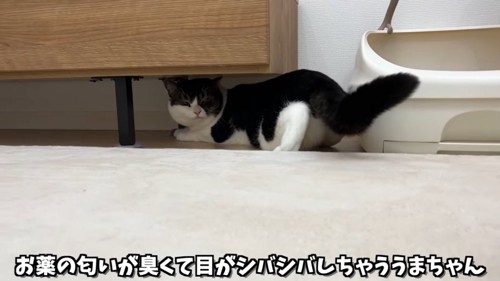 家具の下に頭を隠す猫
