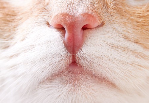 猫の鼻アップ