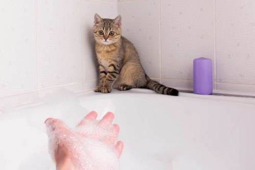 浴槽の片隅に逃げる猫