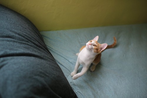 ベッドの上にいる茶白の猫