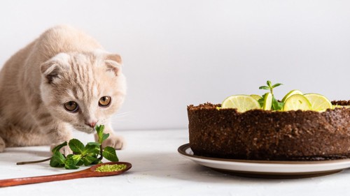 猫とペバーミントとケーキ