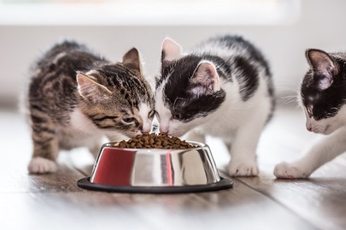 一つのお皿でご飯を食べる猫たち