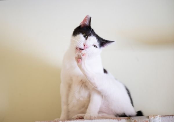 足の爪を噛む猫