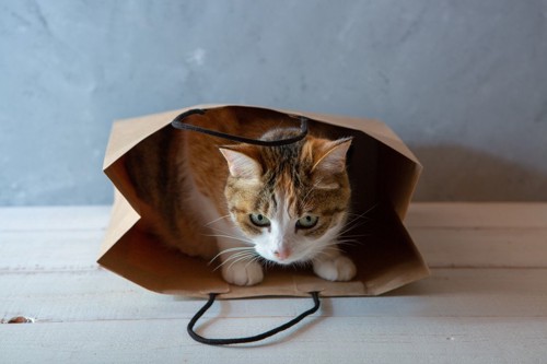 紙袋から出る猫