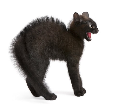 毛を逆立てて威嚇している黒猫