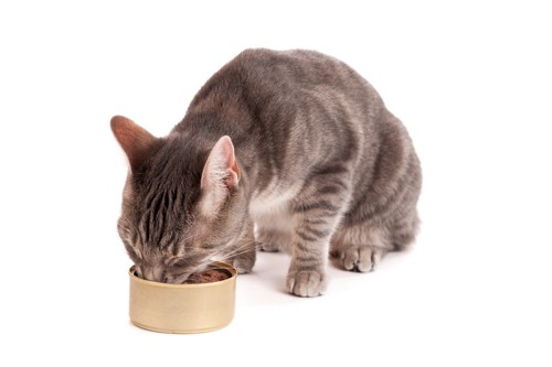 猫缶から直接食べる猫