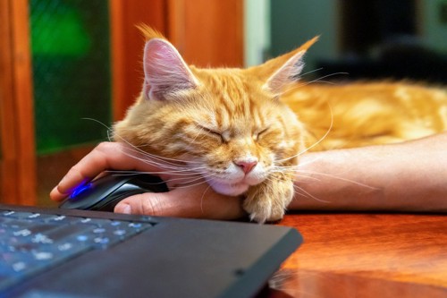PC作業中の手の上で寝る猫