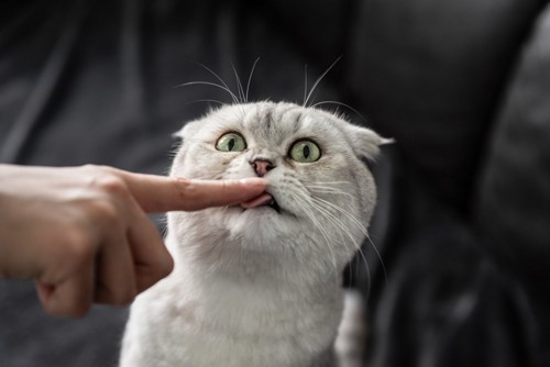 手を舐める猫