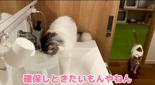 水を飲もうとする猫