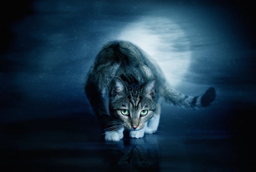 暗闇の中で獲物を狙う猫