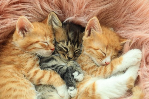 眠る子猫たち