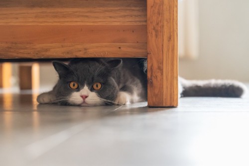 家具の下に隠れる猫