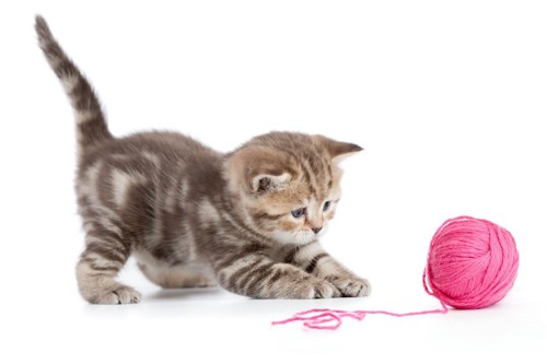 猫とピンクの毛糸