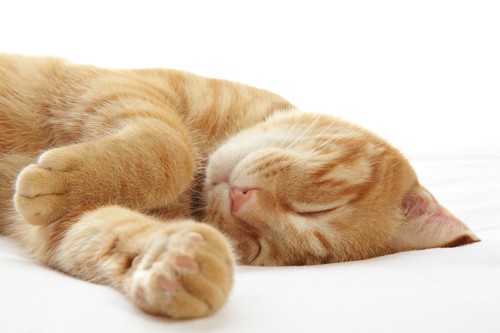 ぐっすりと眠る茶トラ猫