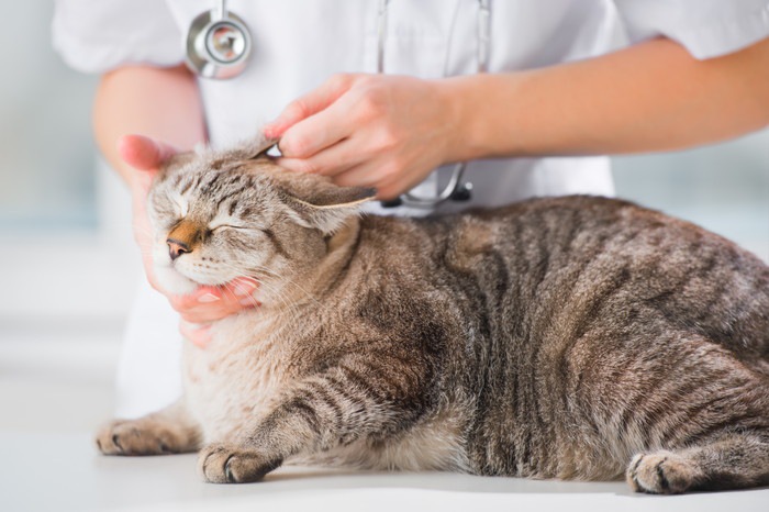 獣医師と猫の写真
